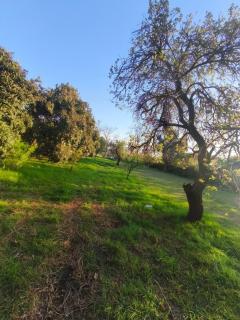 Casa de campo, amplio y natural jardín! - 5