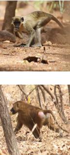 Africa Safari Chez Madame - 4