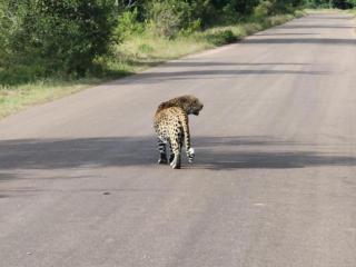 Kruger Yebo Safari Tents-Stay Inside Kruger - 1