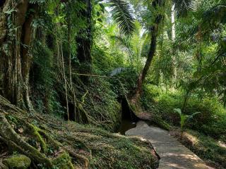 Luxury Jungle Oasis - 3