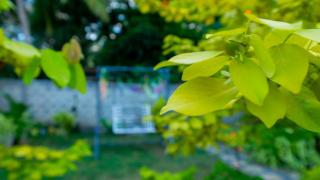 Sigiri Sanu Home Stay - 3