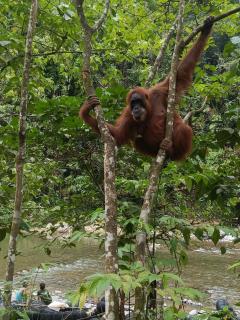 Orangutan Tiger Sumatra Bukit Lawang Jungle Trekking and Private Transport When You Booking With Us - 1