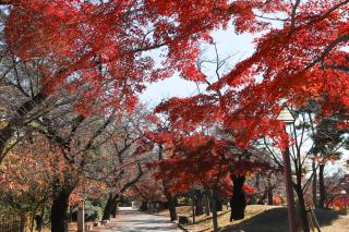 A 15-minute walk from the station direct service to Shinjuku, Shibuya, and Ueno stations神谷戸建 - 5