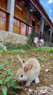 Dương Gia Đạt Homestay - 8
