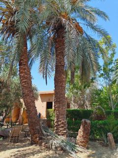 Tianya Hostel Siwa 锡瓦天涯青年旅舍 - 2