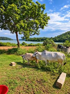 Arkavathi Riverside Resort - Managed by Everloft - 1
