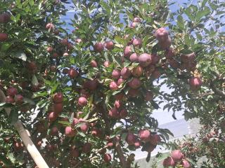 DHAR VALLEY Homestay - 3