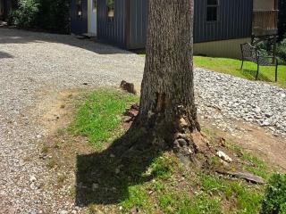 Firefly Landing at Avenwood Cabins - 8