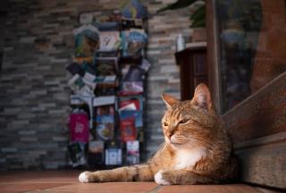 Au Chat Qui Pêche - 8