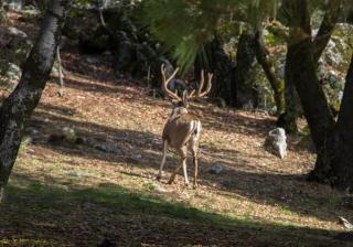 Peaceful mountain retreat near Bass Lake and Yosemite - 6