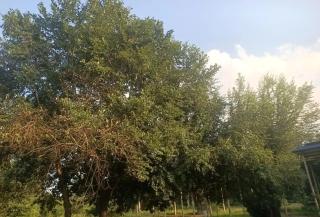 Pothana Eco Villa - 8