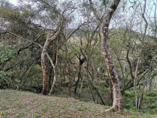 Pecan Hut - 6