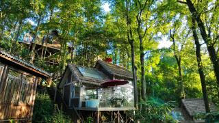 Phoenix Terrace Treehouse Homestay - 6