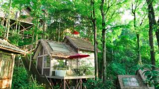 Phoenix Terrace Treehouse Homestay - 3