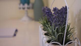 Lavender Lane - George - 8