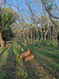 The Estate - 2