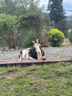 Yellow Shed Ranch Cottage - 4