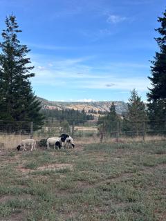 Yellow Shed Ranch Cottage - 3