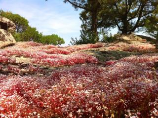 Le Tre Pietre - Baja Sardinia - 3