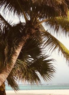 Tropical Hotel Punta Cana 3 - 8