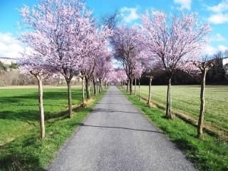 Ai Chiosi affittacamere - Pontremoli - 8