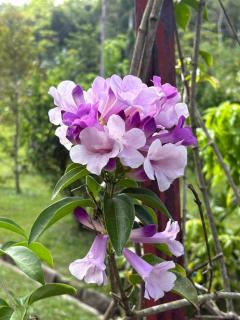 Peaceful Farmstay, nature & culture - 0