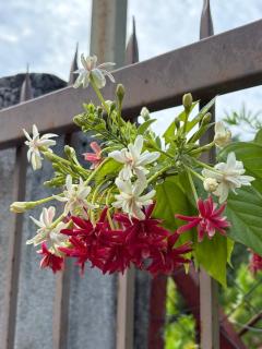 Peaceful Farmstay, nature & culture - 3