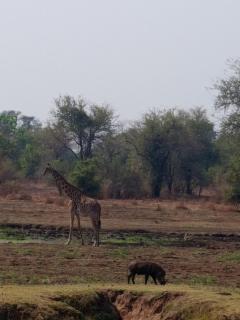 Blue Sisi Backpackers - South luangwa national park, Zambia - 2