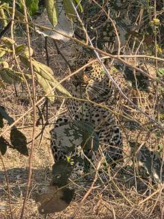 Blue Sisi Backpackers - South luangwa national park, Zambia - 1