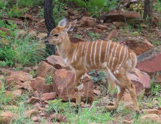 13 on Highlands Private bushveld retreat & pool - 7