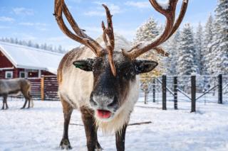 Lazy Bear Lodge by NW Comfy Cabins - 5