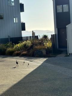 The Lighthouse - Boathouse Bay - Snells Beach - 2