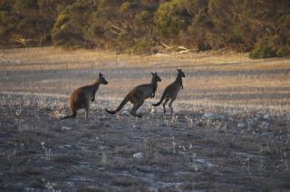 Coastal Nature Retreat - Sea Views of Kangaroo Island - American River - 2