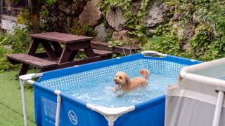 Geoje Pings Pet-Friendly Pension - 3