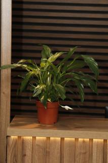 N7 Guest House - 2