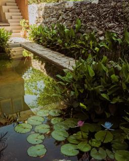 Agua en Flor by Boutique - Chukum Townhouse Merida Centro - 6