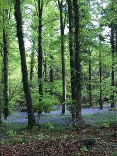 Country House in Portarlington - 5