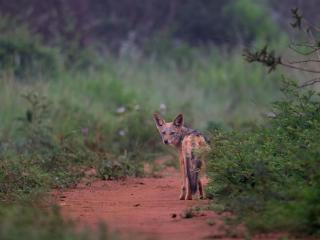 AfriCamps Dinokeng - 7