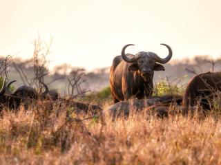 AfriCamps Dinokeng - 5