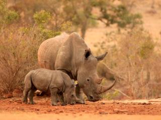 AfriCamps Dinokeng - 4
