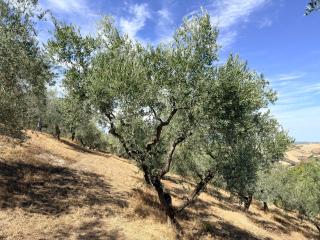 Casa Corbezzolo Abruzzo - 5