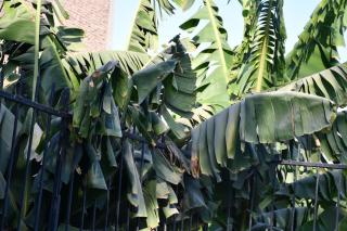 Green Oasis House - 6