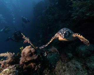 La Perle Noire - Dive Hotel Cozumel - 5