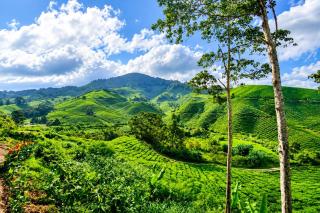 Riverview Bungalow in Cameron Highlands - 6