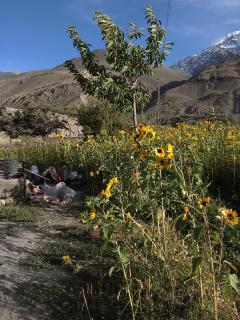 Pamir Serai - 7