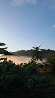 Sallqa samana - 4