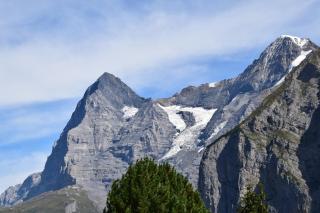 Rosa Mürren - 2