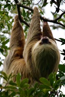 Monteverde Magic Mountain Lodge - 4