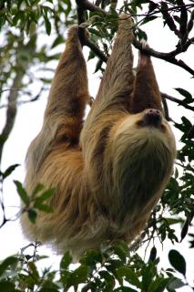 Monteverde Magic Mountain Lodge - 9