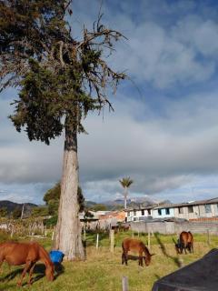 Aurora del campo - 3